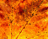 Fall maple leaf texture