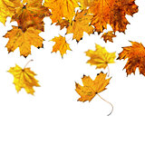 Falling maple leaves