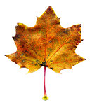 Maple fall leaf