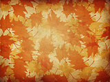 Maple leaves on paper background