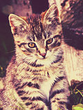 Pretty Striped Kitten