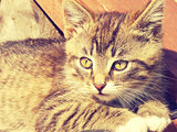 Retro Kitten Photo