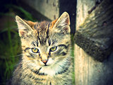 Retro portrait cat