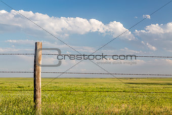 barbed wire cattle fence