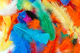 background of colored feathers of birds.