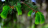 Young pine tree branch 