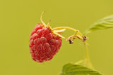 Berry of raspberry on green background.