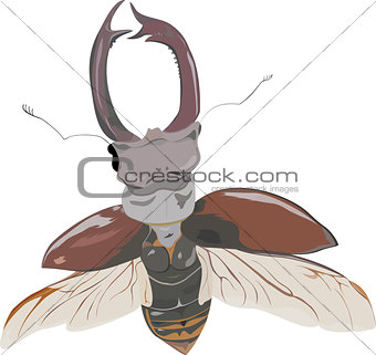 stag-beetle in fly