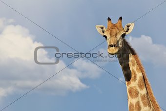 Giraffe - Wildlife Background from Africa - Rainbow Blues