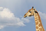 Giraffe - Wildlife Background from Africa - Rainbow Blues