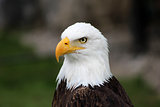Male American Bald Eagle