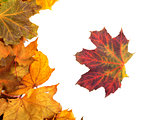 Autumn maple-leafs 