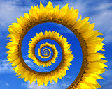 Abstract sunflower spiral
