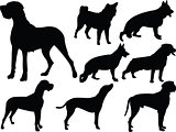dogs collection - vector