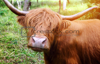 Longhaired cattle up close.