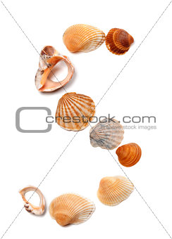 Letter S composed of seashells