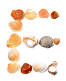 Letter E composed of seashells