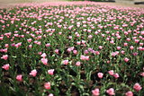 Infinite field of pink tulips