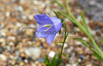 Blue campanula flower head