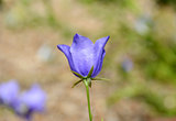 Blue campanula flower