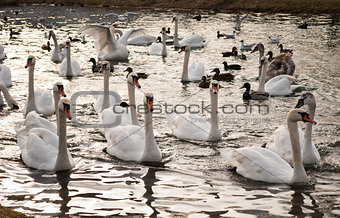 Gaggle of Swans