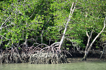 Photography of mangrove forest with dense tangle of prop roots