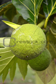 Photography of green bread fruit on the tree