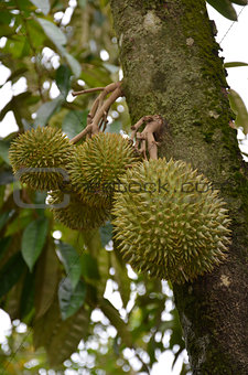 Photography of durian on the tree