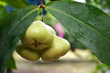 Photographyy of green wax apple on the tree