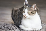 Male cat sitting on carpet