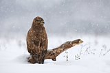 Common buzzard in winter