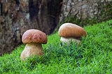Two ceps in forest