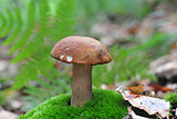 Cep in forest