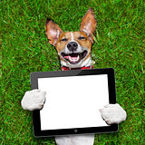 dog holding tablet