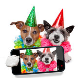 birthday dogs selfie