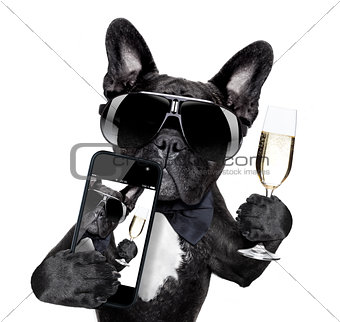 french bulldog selfie
