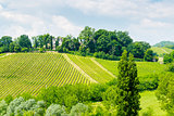 Fruitful Hills: Italian Vineyard.