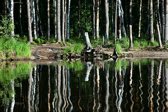 Forest lake shore. Vsevolozhsk district, Leningrad region, Russia