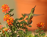 Rufous Hummingbird in Lantana Flowers