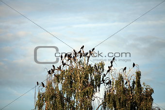 flock of crows in a tree