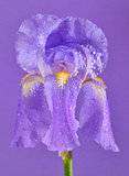 purple iris flower 