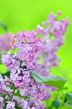 lilac flowers