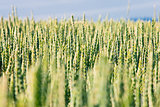 Field Of Wheat 