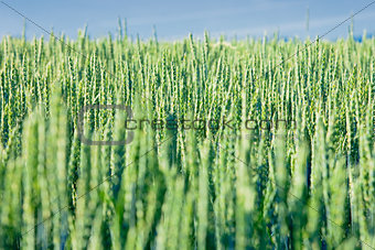 Field Of Wheat 
