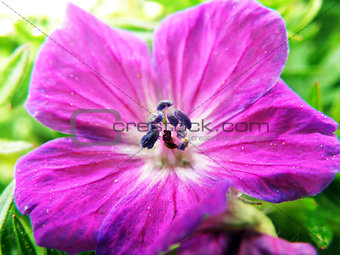Purple or pink flower