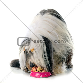 eating bearded collie
