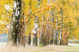 autumnal birch alley