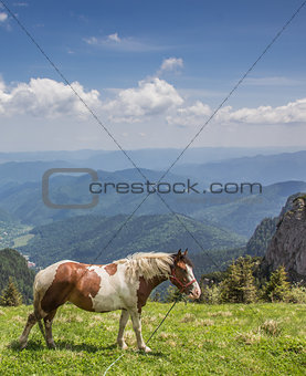 Brown and white horse at the top of Ceahlau mountain range