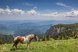 Brown and white horse at the top of Ceahlau mountain range