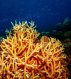 Coral underwater reef of Maldives island 